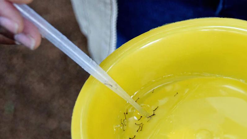 Como eliminar criadouros do mosquito da dengue, Zika e chikungunya