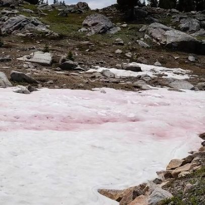 Investigação revela origem e aroma da neve melancia