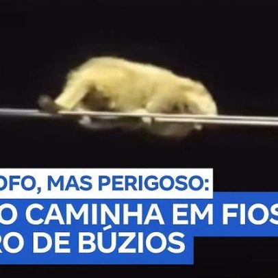 Ouriço em cabos elétricos chama atenção em Búzios