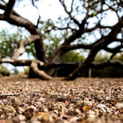 Paraíba: quase 120 cidades em emergência por estiagem