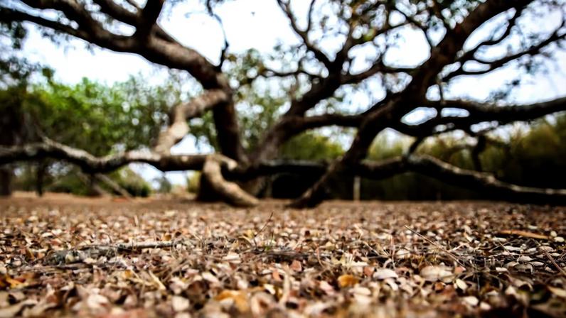 Paraíba: quase 120 cidades em emergência por estiagem