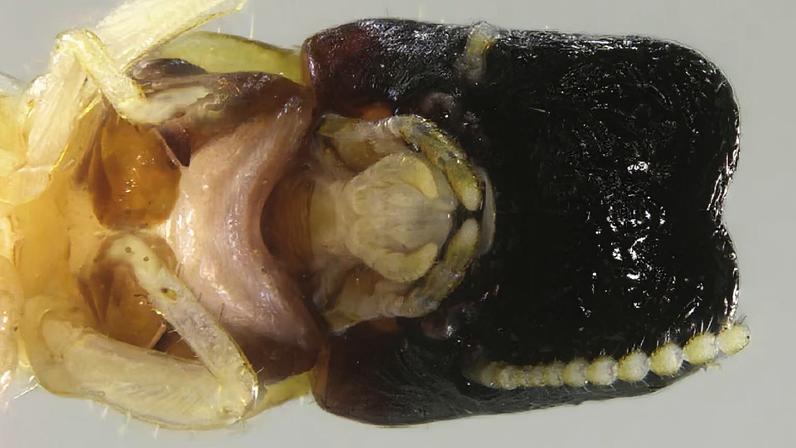 Cupim raro em formato de baleia é encontrado na América do Sul