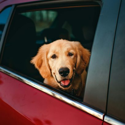 Passeio seguro com pets: o que saber antes de colocar o animal no carro