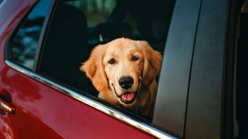 Passeio seguro com pets: o que saber antes de colocar o animal no carro