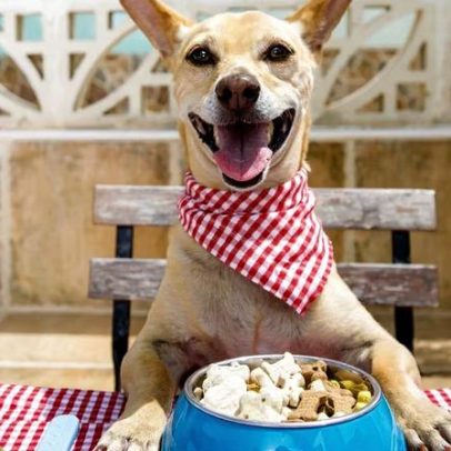 Estudo alerta sobre substâncias químicas em alimentos para pets