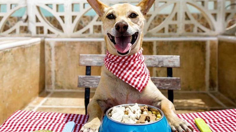 Estudo alerta sobre substâncias químicas em alimentos para pets