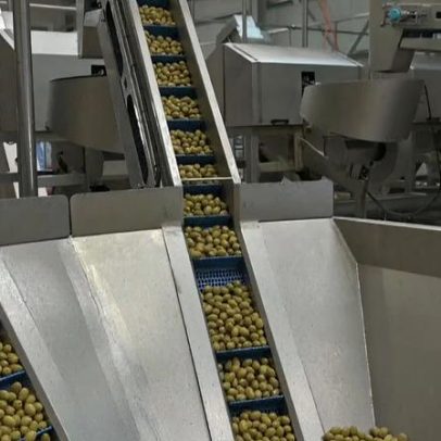 Azeite enfrenta desafios de escoamento apesar da supersafra