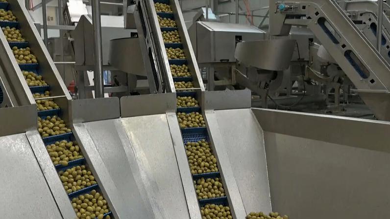Previsão de produção do azeite é de 1 milhão de litros para 2026