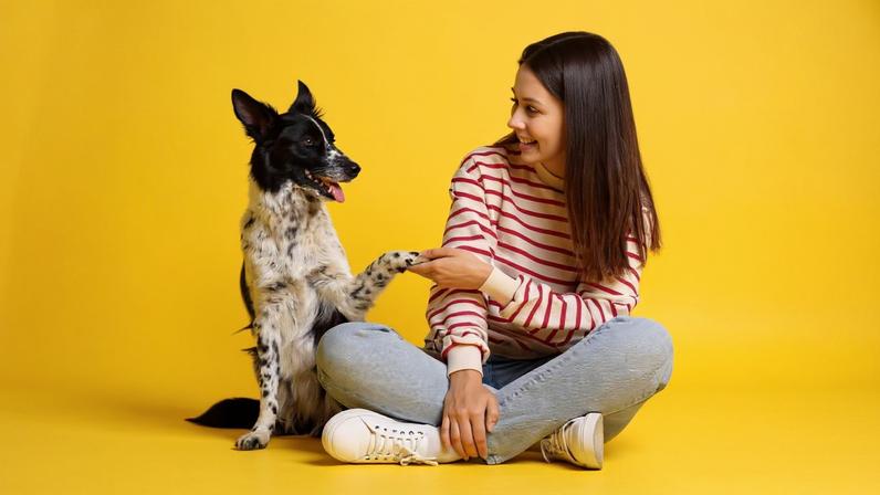 Cinco técnicas para ensinar comandos básicos ao seu cachorro