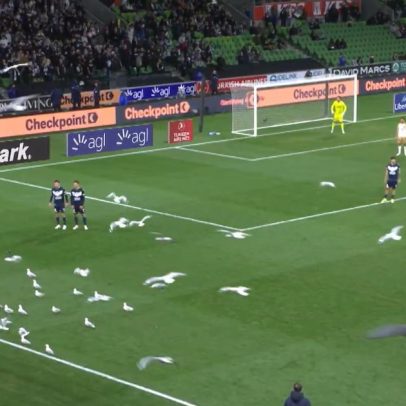 Gaivotas invadem campo e interrompem jogo da Liga Australiana