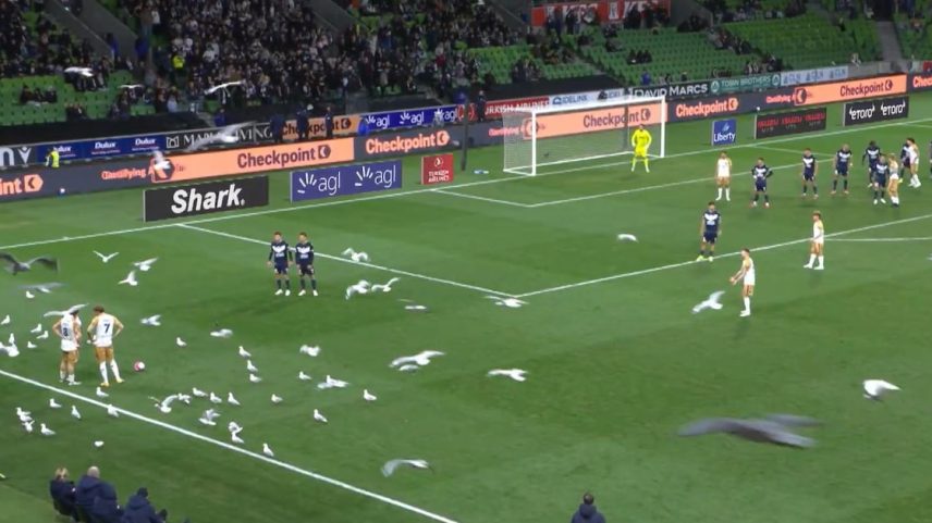 Gaivotas invadem campo e interrompem jogo na Liga Australiana
