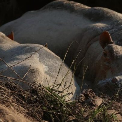 Colômbia autoriza sacrificar 80 hipopótamos da cocaína de Pablo Escobar