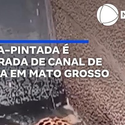 Onça-pintada é retirada de canal de usina em Mato Grosso