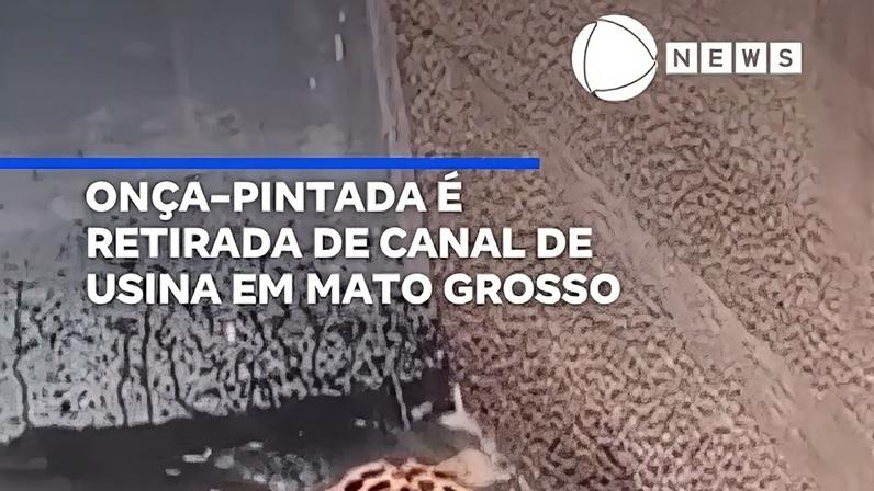 Onça-pintada é retirada de canal de usina em Mato Grosso