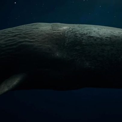 Cientistas veem semelhanças na comunicação entre humanos e baleias cachalotes