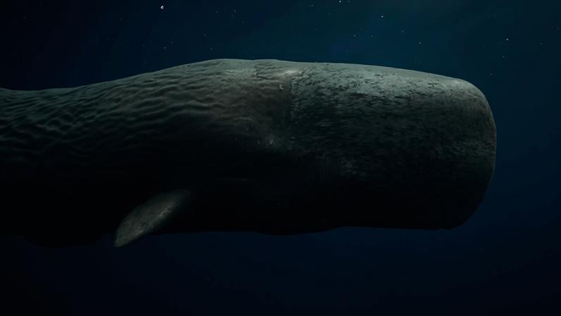 Cientistas veem semelhanças na comunicação entre humanos e baleias cachalotes