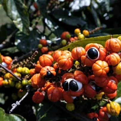 Guaraná: 6 benefícios à saúde e como usar a planta corretamente