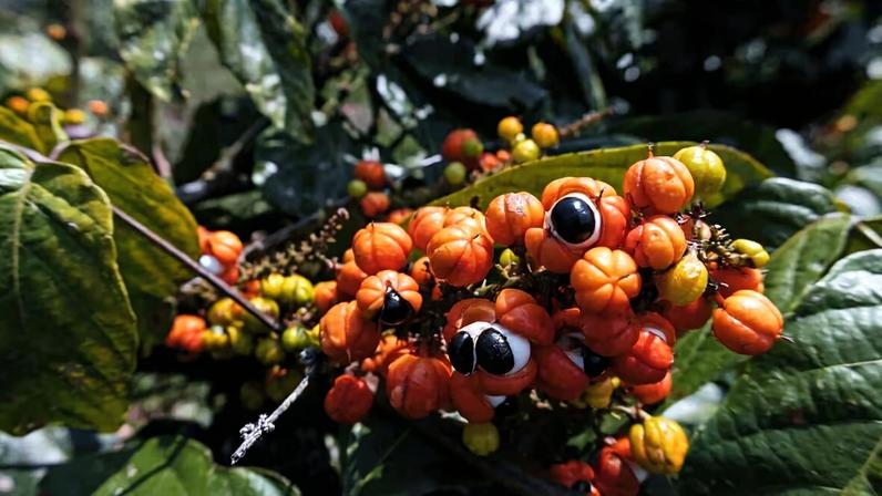 Guaraná: 6 benefícios para a saúde e como usar a planta corretamente