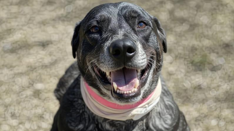 Cadela idosa com visão reduzida encara urso para proteger a família nos EUA