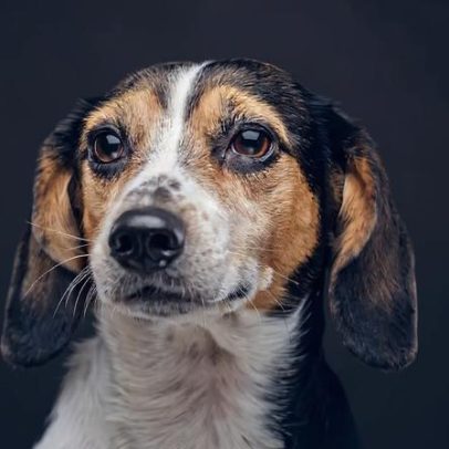 Abril Laranja: animais vítimas de maus-tratos podem ser reabilitados
