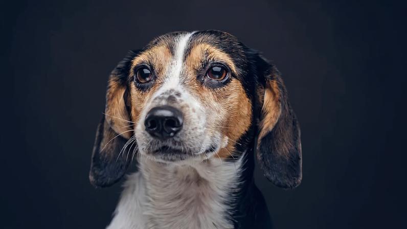 Com técnicas corretas e amor, todos os animais superam traumas