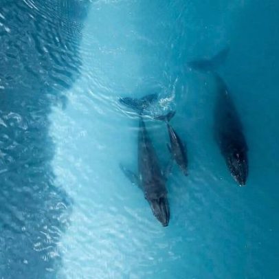 10% do oceano protegido; faltam 20% para atingir a meta