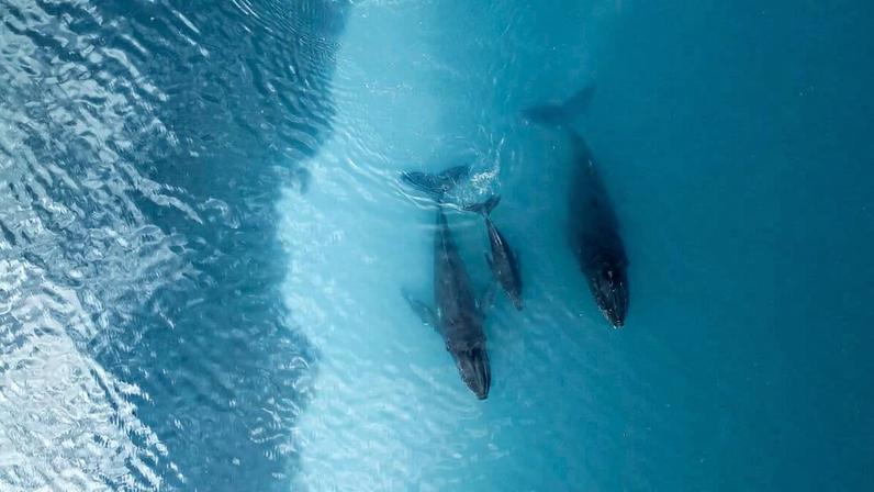 10% do oceano protegido; faltam 20% para atingir a meta