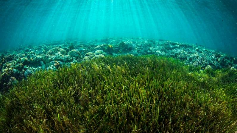 Cúpula sobre tratado em alto mar discute papel dos gestores pesqueiros