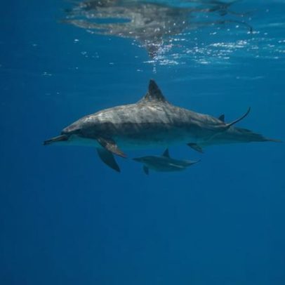 8 curiosidades sobre o sono dos animais na natureza