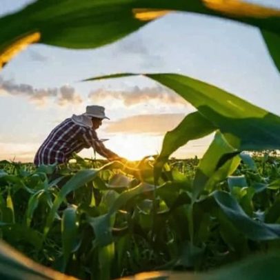 CNA solicita Plano Safra de 623 bilhões e pressiona por nova política agrícola