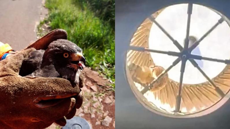 Gavião que ficou preso em tubulação de empresa em BH e foi resgatado pelo Corpo de Bombeiros