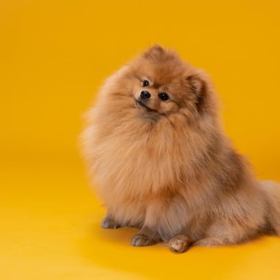 Abril Laranja: o que é e por que é importante para a conscientização animal