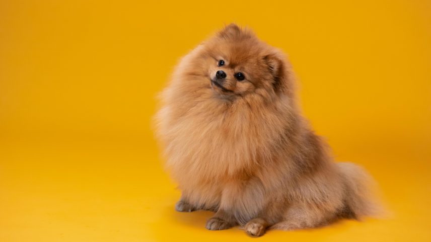 Abril Laranja: mês da prevenção contra a crueldade animal