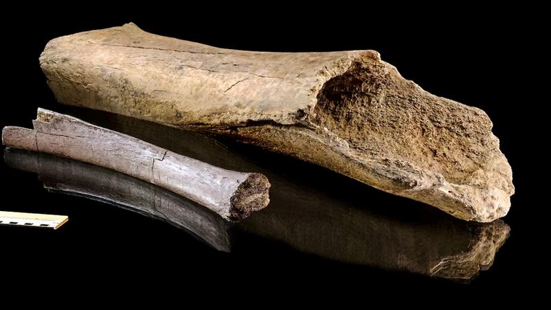 O fêmur e uma costela do elefante de Lehringen, um esqueleto de 125 mil anos descoberto no leito de um antigo lago na Alemanha em 1948