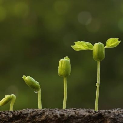 Fitorremediação: plantas limpam contaminados e transformam poluição em solução