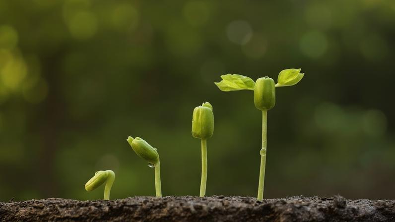 Fitorremediação: plantas limpam contaminados e transformam poluição em solução