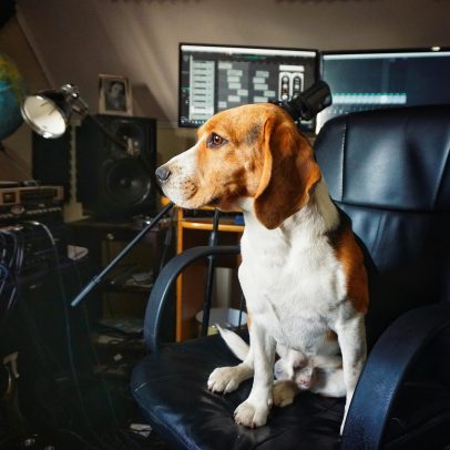 Cães afinam uivos para acompanhar músicas de Lady Gaga, aponta estudo