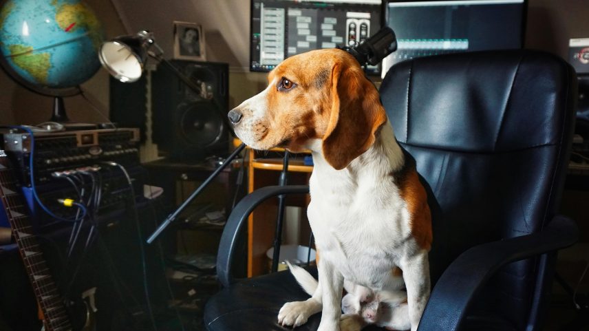 Cães mudam o tom e a amplitude do uivo de acordo com a música