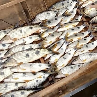 Como identificar peixe fresco, segundo o Instituto de Pesca
