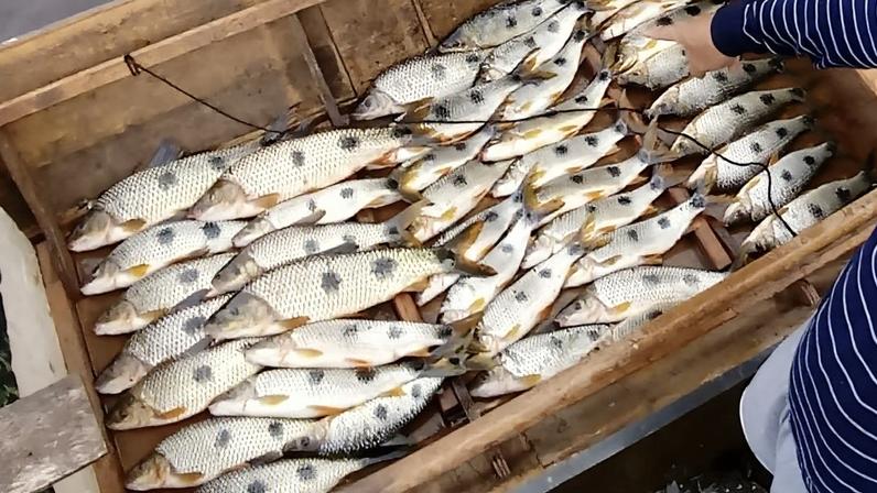 Como identificar peixe fresco, segundo o Instituto de Pesca