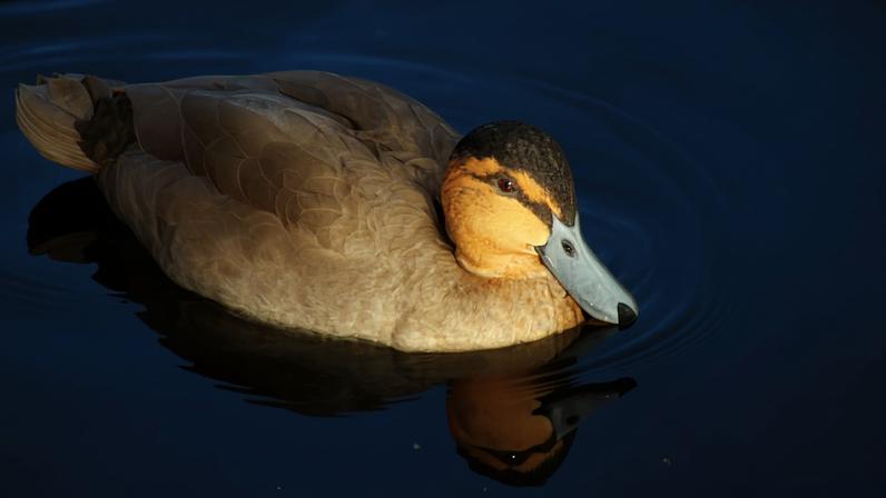 Crise energética impulsiona perfuração no maior área úmida intacta das Filipinas