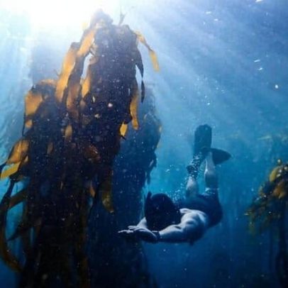 Campanha para proteger uma das únicas florestas de kelp em expansão nasce