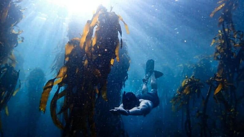 Jannes Landschoff diving in the Great African Seaforest. Image courtesy of Jannes Landschoff.