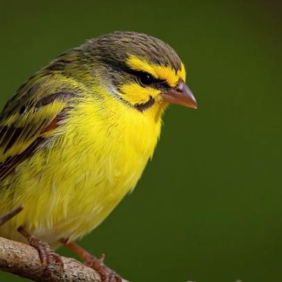 Quase um milhão de aves transportadas da África para a Ásia em 15 anos; canários lideram a lista