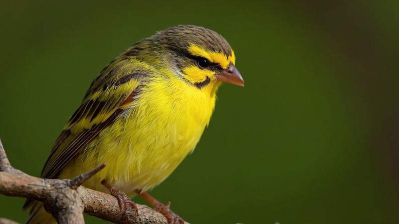 A yellow-fronted canary from South Africa. The songbird tops the list of wild birds exported from Africa to Asia. Image © tjeerd via iNaturalist (CC BY-NC 4.0).