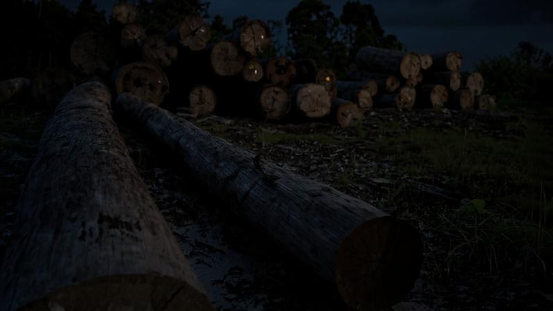 Lei da UE contra desmatamento impulsiona comércio de madeira, Indonésia pesquisa