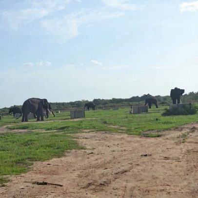 Plano da Indonésia de reclassificar parque nacional provoca críticas