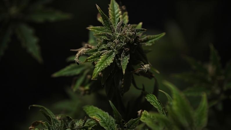 Planta de maconha
