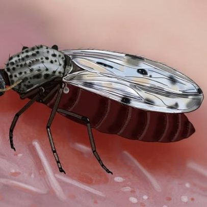 Maruim: mosquito quase invisível altera rotina no sul do Brasil