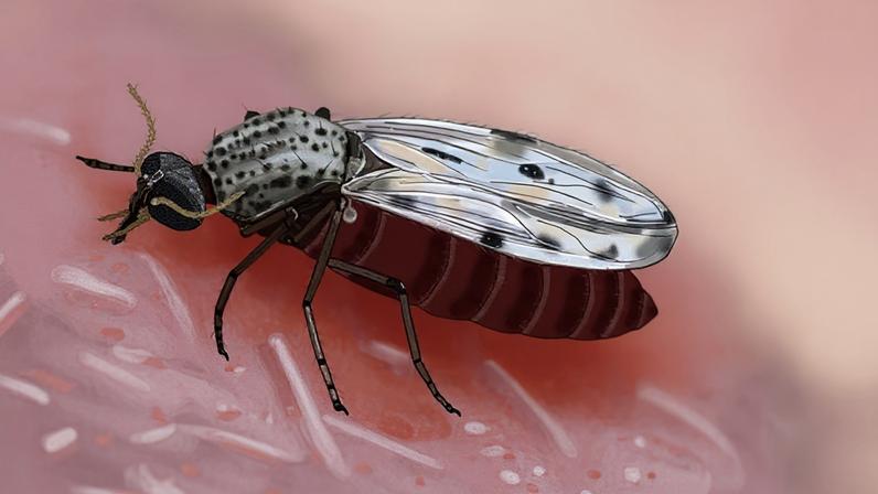 Maruim: mosquito quase invisível altera rotina no sul do Brasil